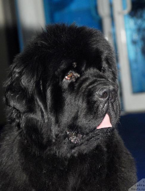 Фото: ньюфаундленд Жолли Вандерфулл из Медвежьего Яра (Zholli Wonderfull iz Medvejyego Yara)