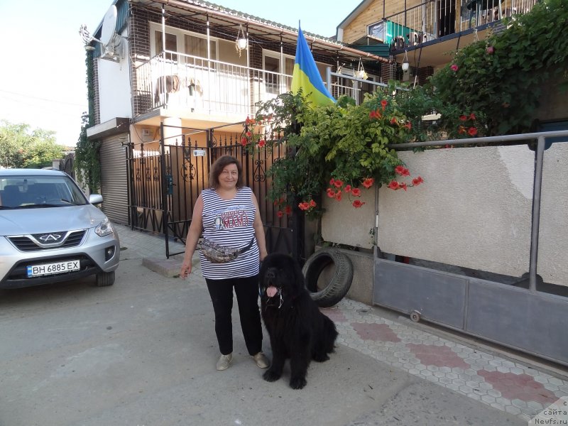 Фото: ньюфаундленд Матвей с Берега Дона (Matvey s Berega Dona)