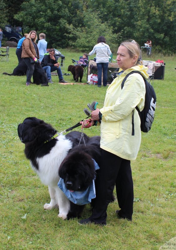 Фото: ньюфаундленд Супер Бизон Ришар, ньюфаундленд Династик Брэнч Яндекс Хапинесс (Dynastic Branch Yandex Hapiness)