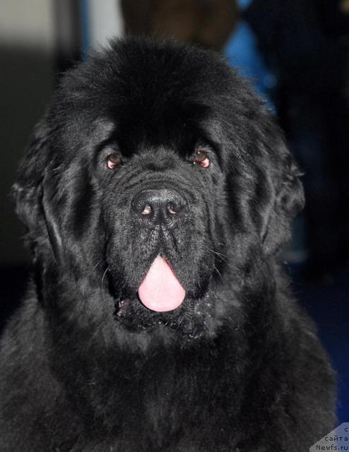 Фото: ньюфаундленд Жолли Вандерфулл из Медвежьего Яра (Zholli Wonderfull iz Medvejyego Yara)