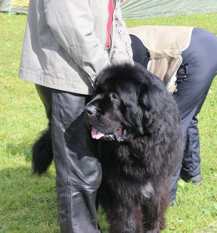 Фото: ньюфаундленд Черчиль Сэр Гай
