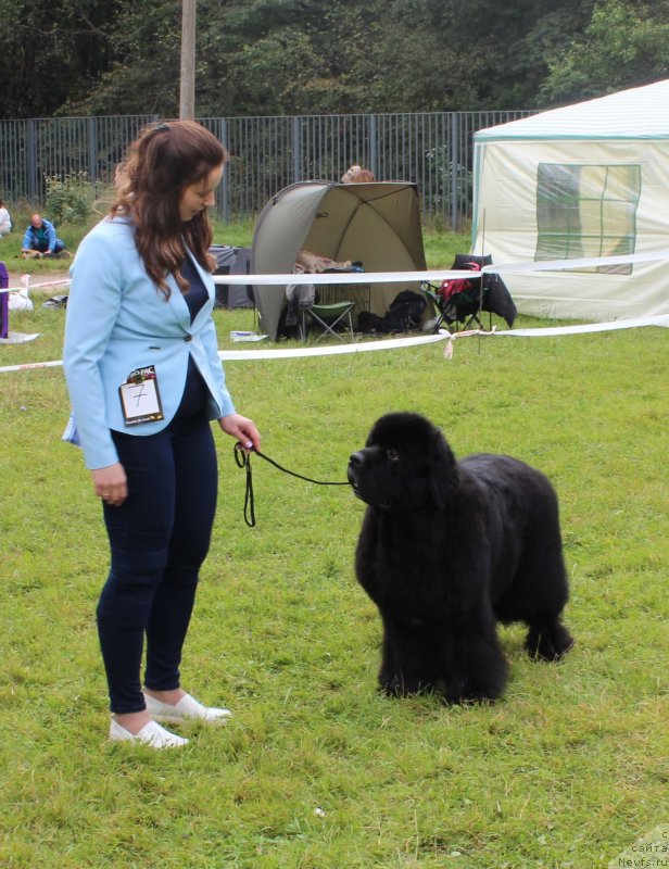 Фото: ньюфаундленд Смигар Танго ин зе Найт (Smigar Tango in the Night), Екатерина Зайцева