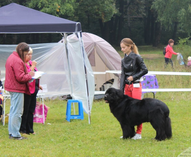 Фото: ньюфаундленд Старбимовлав Демофонт, Элеонора Веселова