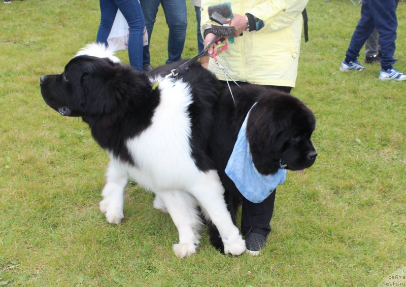 Фото: ньюфаундленд Супер Бизон Ришар, ньюфаундленд Династик Брэнч Яндекс Хапинесс (Dynastic Branch Yandex Hapiness)