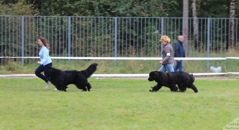 Фото: ньюфаундленд Смигар Танго ин зе Найт (Smigar Tango in the Night), Екатерина Зайцева, ньюфаундленд Мерседес Вялiкi Мядзведзь (Mercedes Vialiki Miadzvedz), Варвара Рыбалова