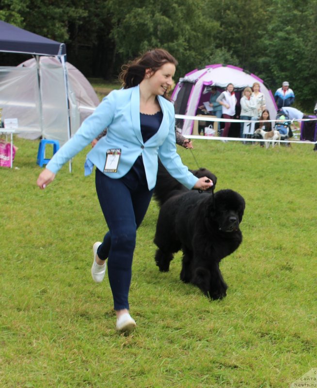 Фото: ньюфаундленд Смигар Танго ин зе Найт (Smigar Tango in the Night), Екатерина Зайцева
