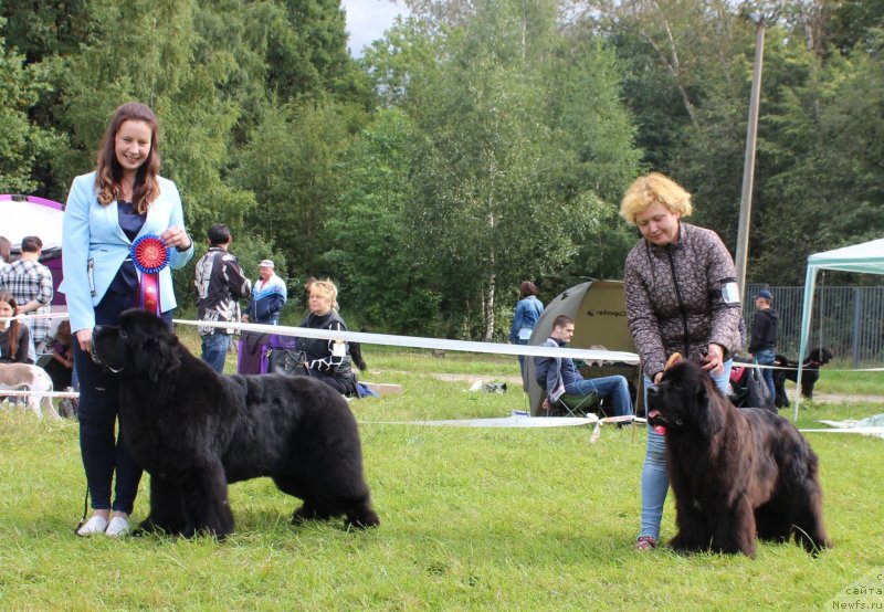 Фото: ньюфаундленд Смигар Танго ин зе Найт (Smigar Tango in the Night), Екатерина Зайцева, ньюфаундленд Мерседес Вялiкi Мядзведзь (Mercedes Vialiki Miadzvedz), Варвара Рыбалова