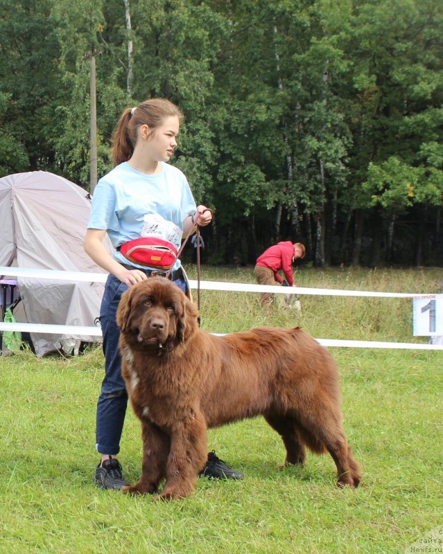 Фото: ньюфаундленд Браунблад МСК Ауди Рэд Лэсс (Brownblood MSK Audi Red Less), Мария Шмелева