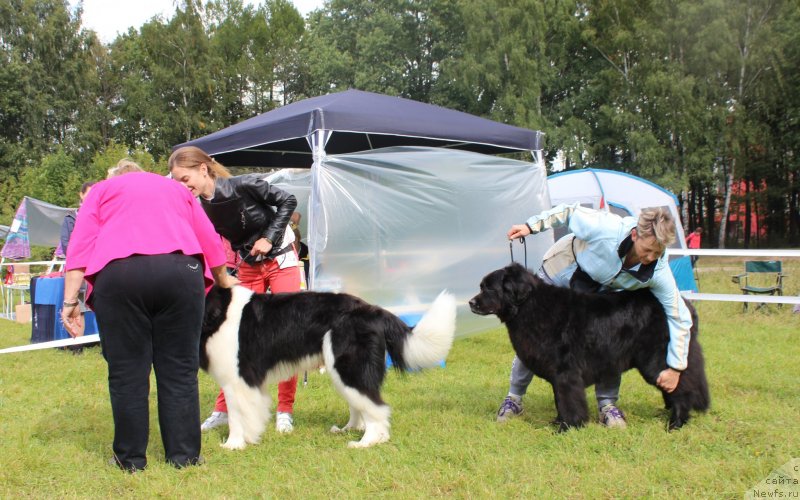 Фото: ньюфаундленд Супер Бизон Ришар, Элеонора Веселова, ньюфаундленд Графиня, Екатерина Кузнецова