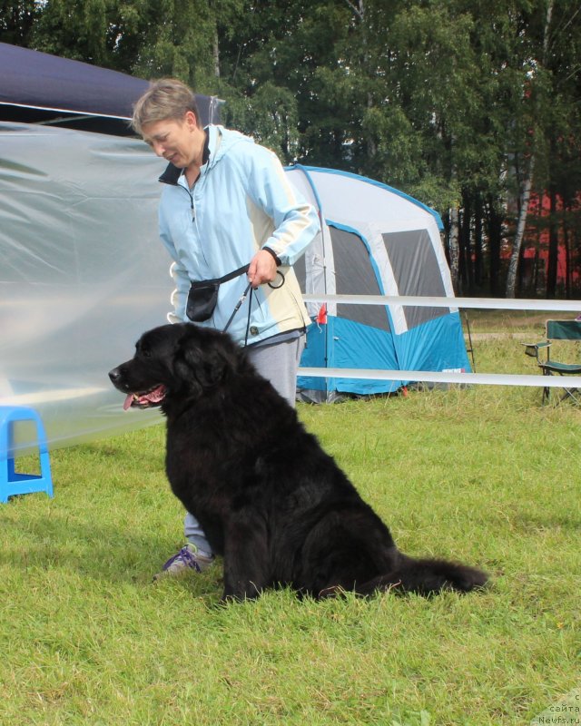 Фото: ньюфаундленд Графиня, Екатерина Кузнецова