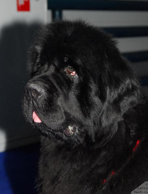 Фото: ньюфаундленд Жолли Вандерфулл из Медвежьего Яра (Zholli Wonderfull iz Medvejyego Yara)