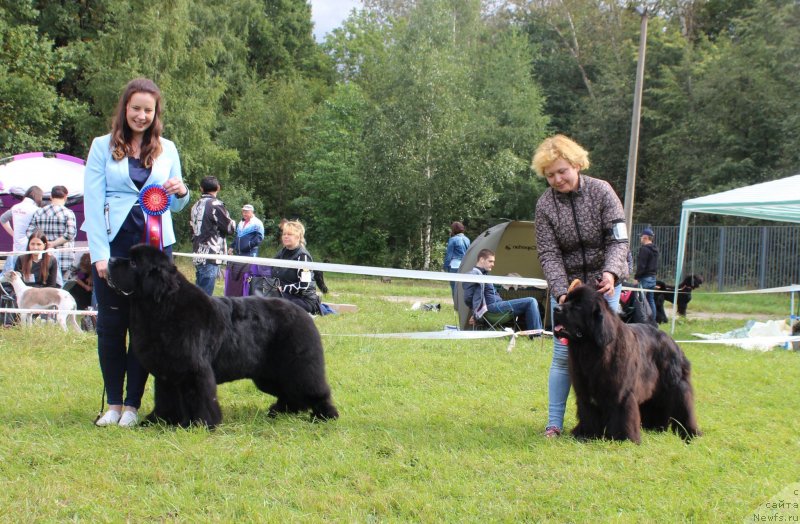 Фото: ньюфаундленд Смигар Танго ин зе Найт (Smigar Tango in the Night), Екатерина Зайцева, ньюфаундленд Мерседес Вялiкi Мядзведзь (Mercedes Vialiki Miadzvedz), Варвара Рыбалова