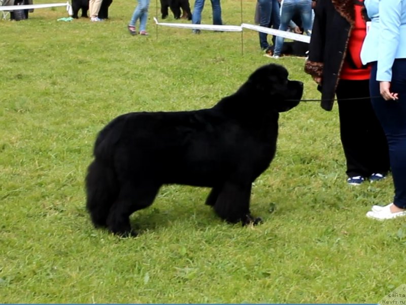 Фотография № 229973