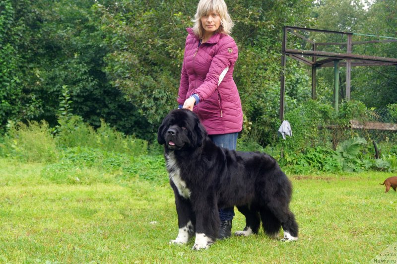 Фото: ньюфаундленд Сафирина Катту Скарлетт (Safirina Katty Scarlett)
