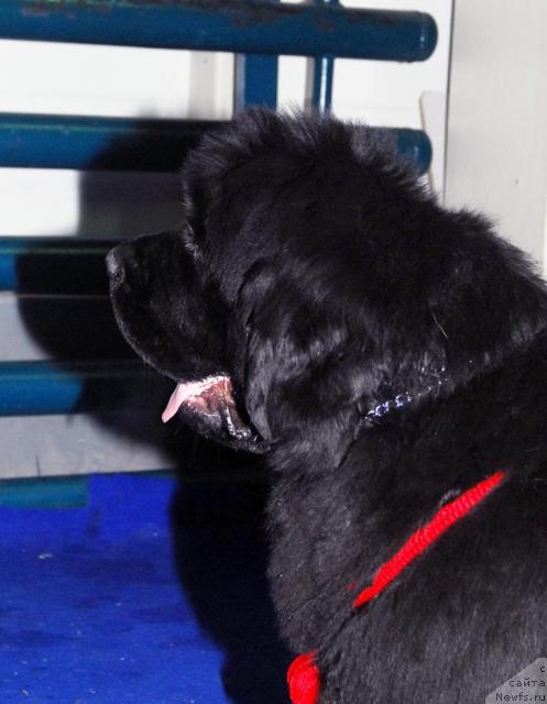 Фото: ньюфаундленд Жолли Вандерфулл из Медвежьего Яра (Zholli Wonderfull iz Medvejyego Yara)