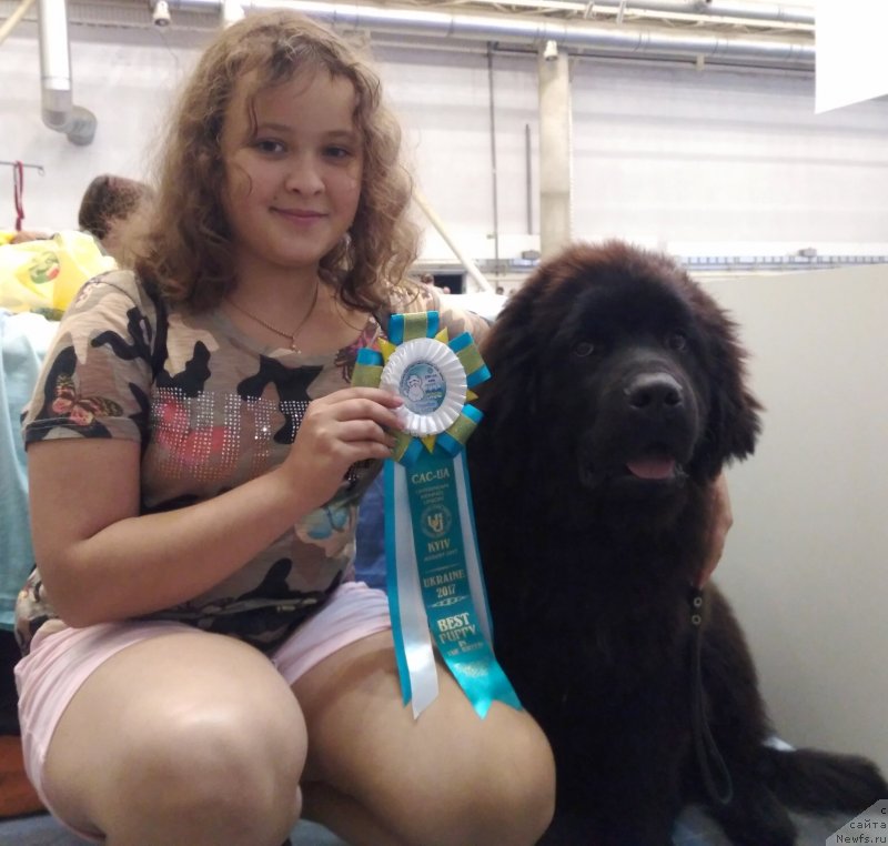 Фото: ньюфаундленд Velyke Malyatko Koval' Charivnyk