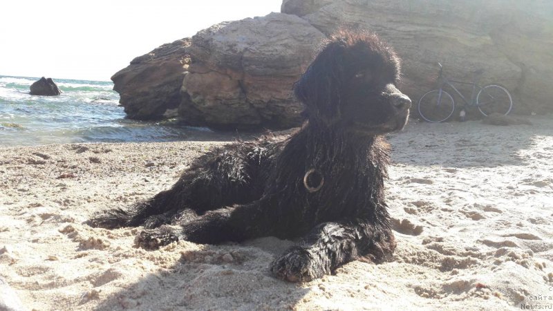 Фото: ньюфаундленд Velyke Malyatko Kupava v Ochereti