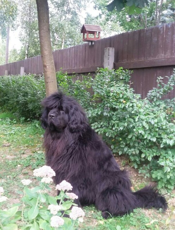 Фото: ньюфаундленд Моя Стихия Императрица Мария