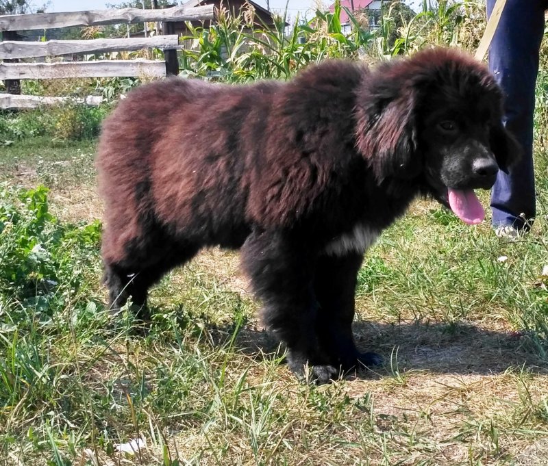Фото: ньюфаундленд Velyke Malyatko Kalyna Bilotsvitna