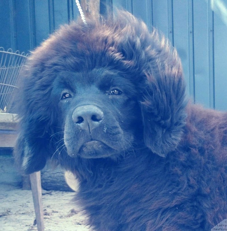 Фото: ньюфаундленд Velyke Malyatko Krok Nazustrich