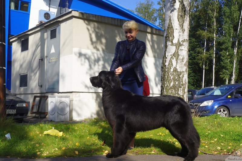 Фото: ньюфаундленд Енигматик Кингд Ангел оф Cоул (Enigmatic kingd Angel of Soul)