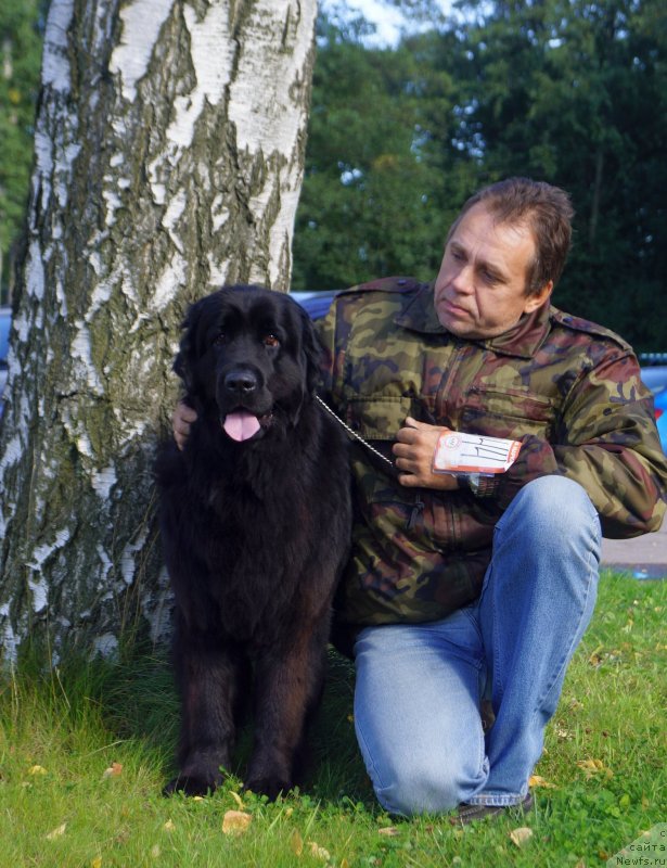 Фото: ньюфаундленд Енигматик Кингд Ангел оф Cоул (Enigmatic kingd Angel of Soul), Олег Богданов