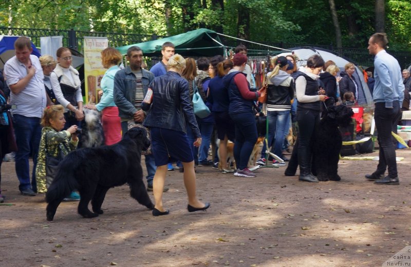 Фото: ньюфаундленд Енигматик Кингд Ангел оф Cоул (Enigmatic kingd Angel of Soul)