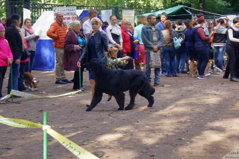 Фото: ньюфаундленд Енигматик Кингд Ангел оф Cоул (Enigmatic kingd Angel of Soul)