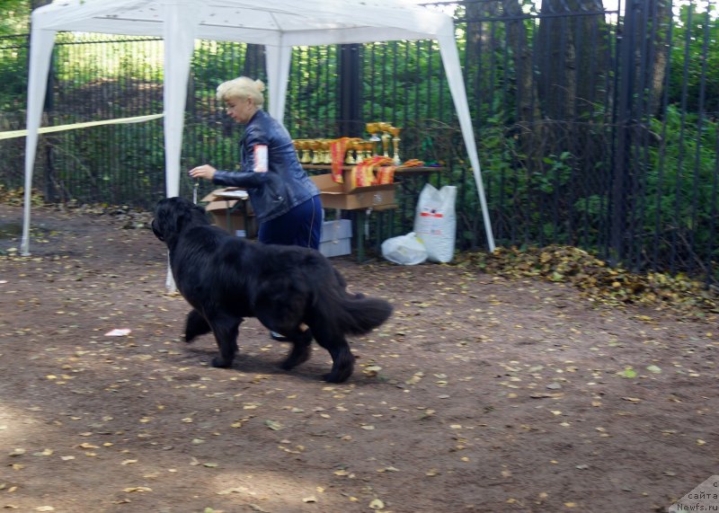 Фото: ньюфаундленд Енигматик Кингд Ангел оф Cоул (Enigmatic kingd Angel of Soul)