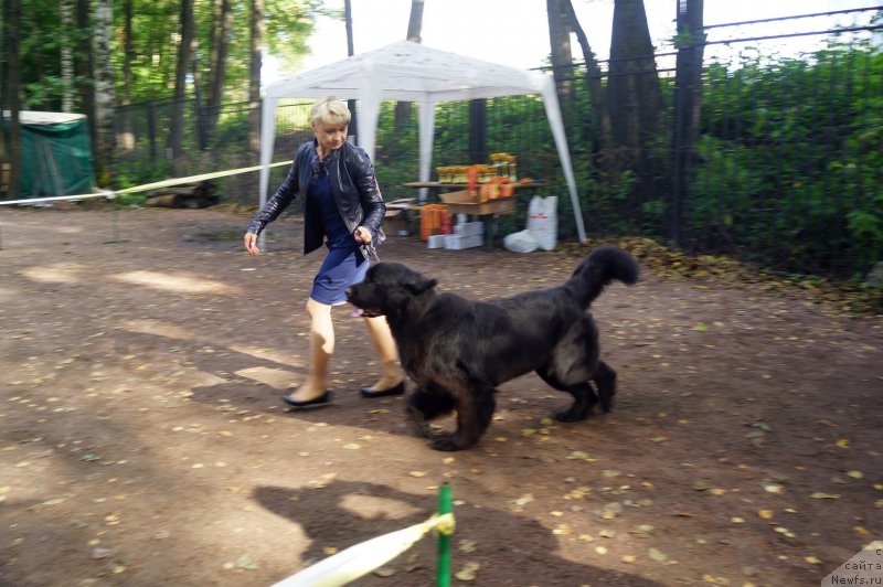 Фото: ньюфаундленд Енигматик Кингд Ангел оф Cоул (Enigmatic kingd Angel of Soul)