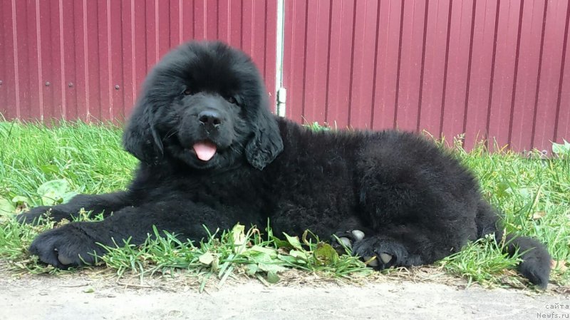 Фото: ньюфаундленд Лилу Мэй Ледфорд (Lily May Ledford)