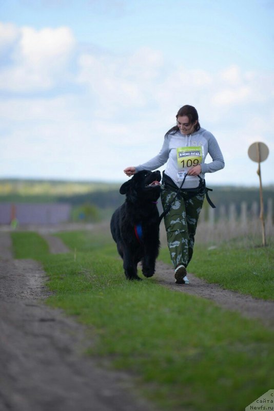 Фото: ньюфаундленд Акнолидж Акела (Aknolidzh Akela)