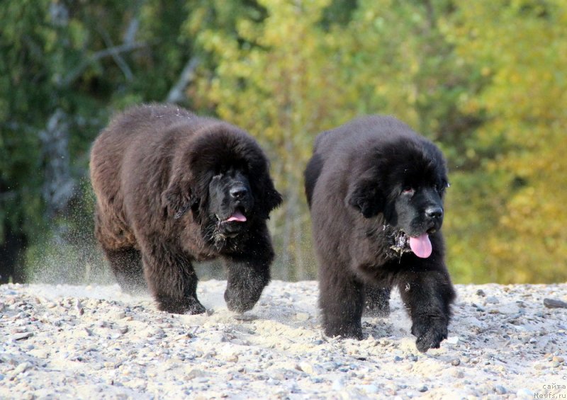 Фотография № 230078