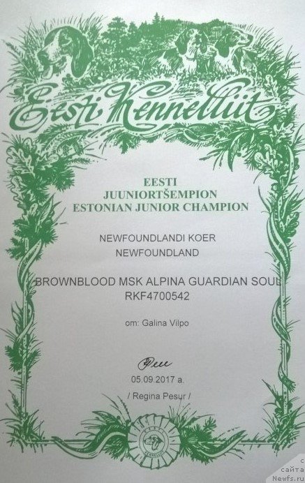 Фото: ньюфаундленд Браунблад МСК Альпина Гуардиан Соул (Brownblood MSK Alpina Guardian Soul)
