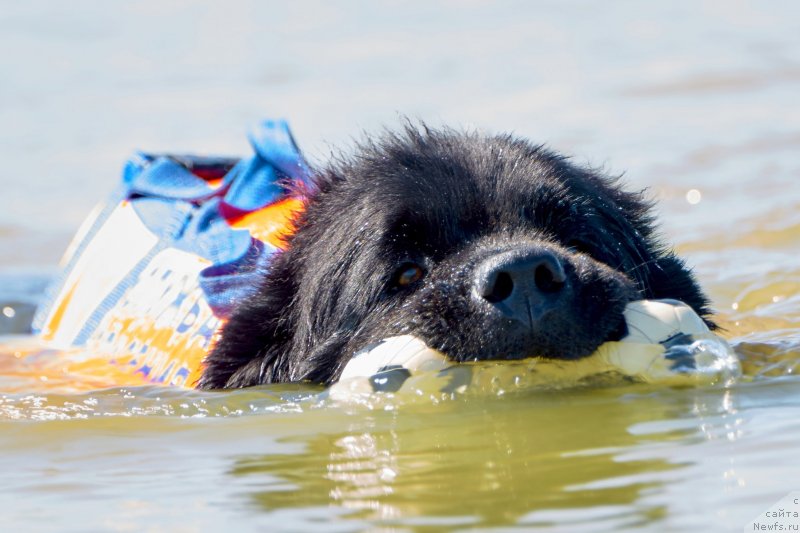 Фото: ньюфаундленд Радость Моя Вялiкi Мядзведзь
