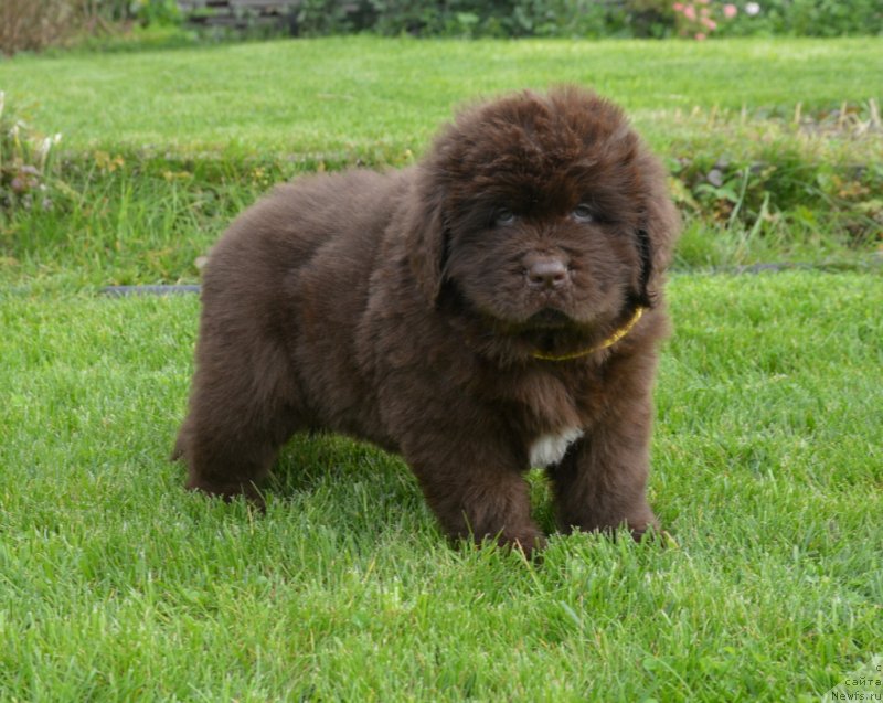 Фото: ньюфаундленд C'Нежная Вьюга Глоуинг Харт (S'Nezhnaya Vjuga Glowing Hart)