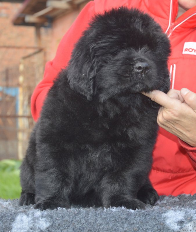 Фото: ньюфаундленд С'Нежная Вьюга Грациоза Экзотик (S'Nezhnaya Vjuga Graciosa Exotik)