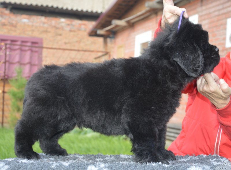 Фотография № 230101