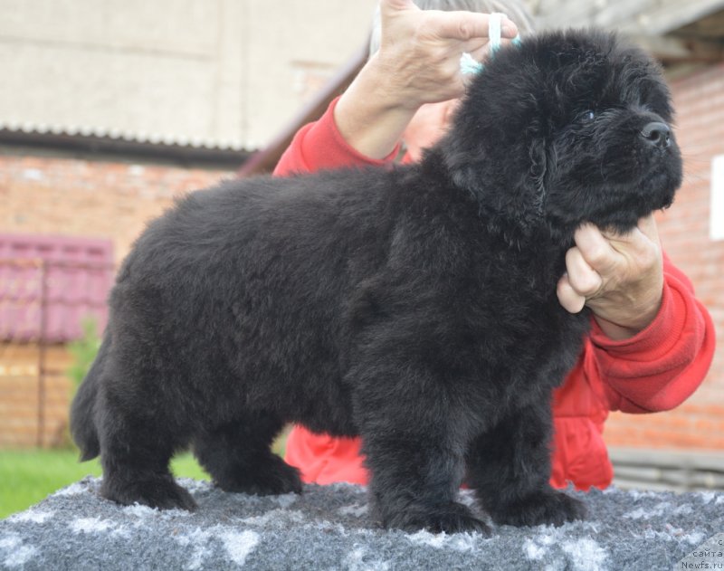 Фотография № 230103