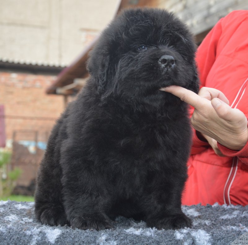 Фотография № 230104