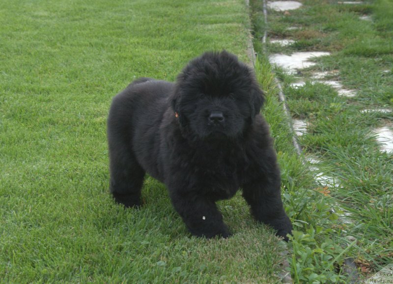 Фотография № 230109