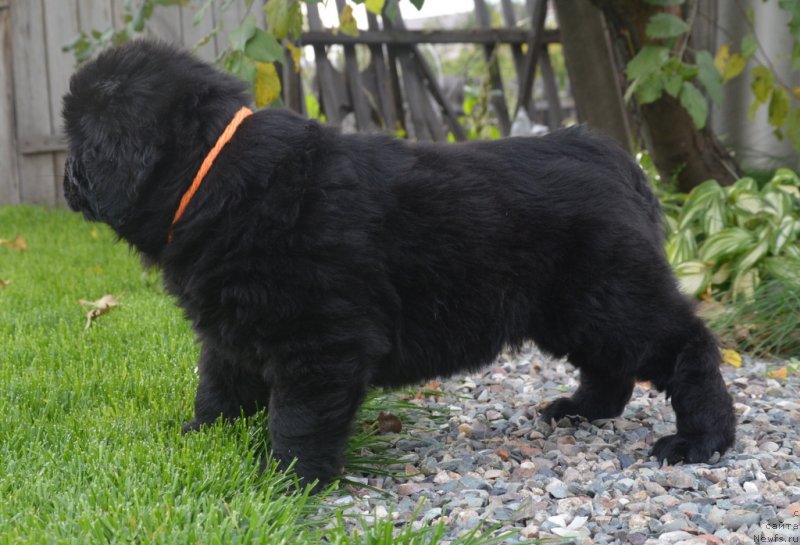 Фотография № 230111