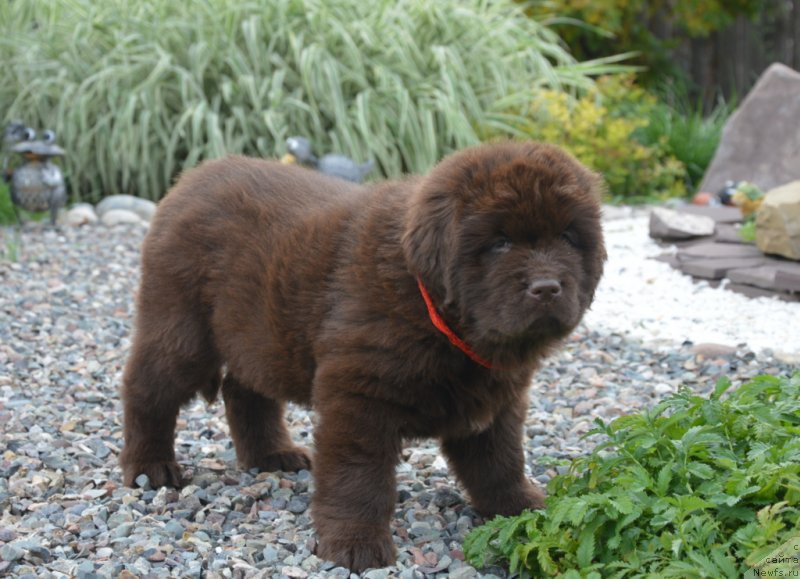 Фотография № 230115