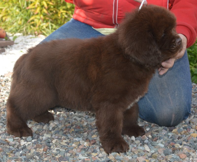 Фотография № 230116