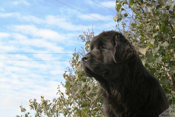 Фото: ньюфаундленд Инфант Королевы Боди Силк