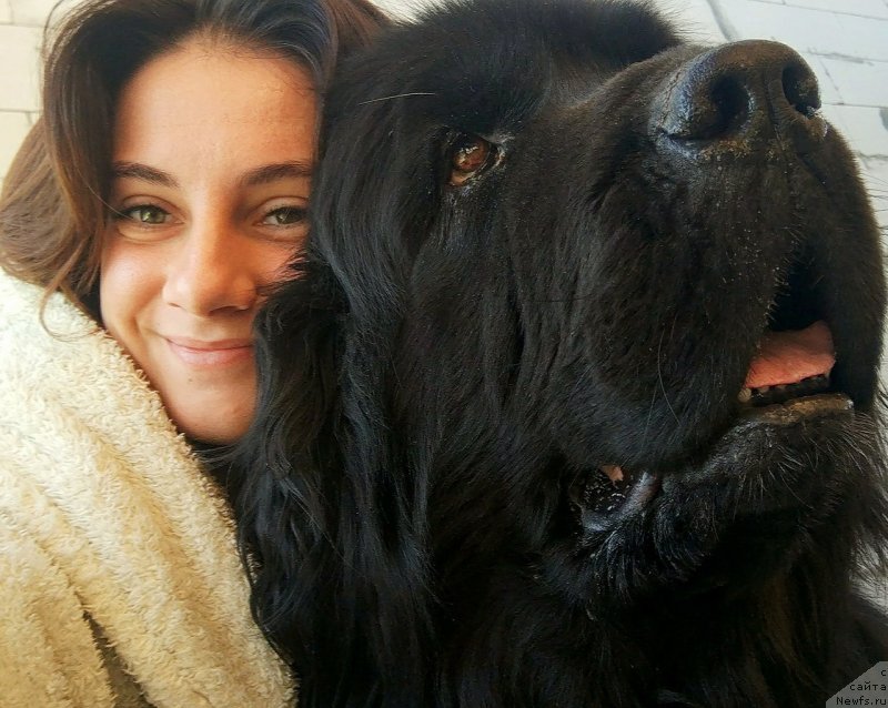 Фото: ньюфаундленд Инфант Королевы Боди Силк