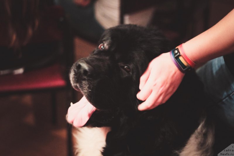 Фото: ньюфаундленд Старбимовлав Гардемарин