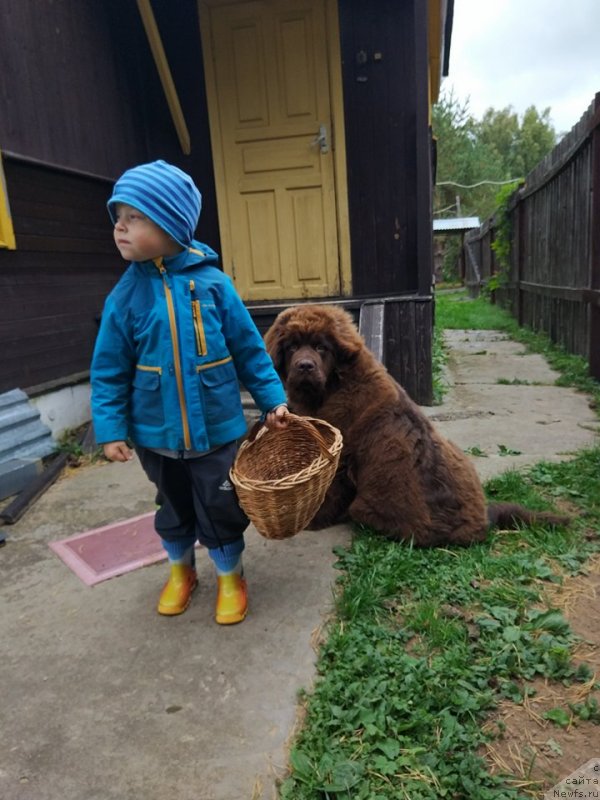 Фото: ньюфаундленд Браунблад МСК Двайт Гарнет