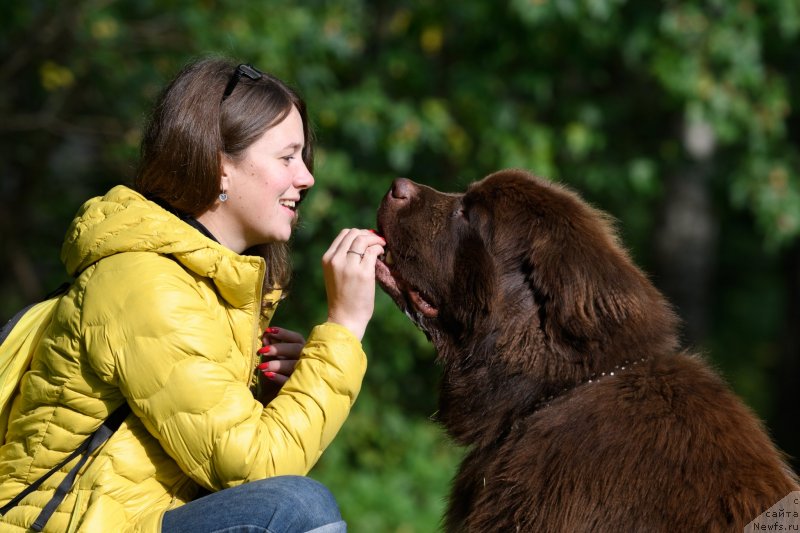 Фото: Екатерина Бабаджанянц, ньюфаундленд Браунблад МСК Абрамс-Стронг (Brownblood MSK Abrams-Strong)