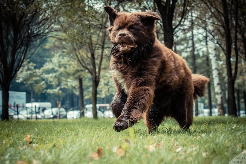 Фото: ньюфаундленд Браунблад МСК Абрамс-Стронг (Brownblood MSK Abrams-Strong)